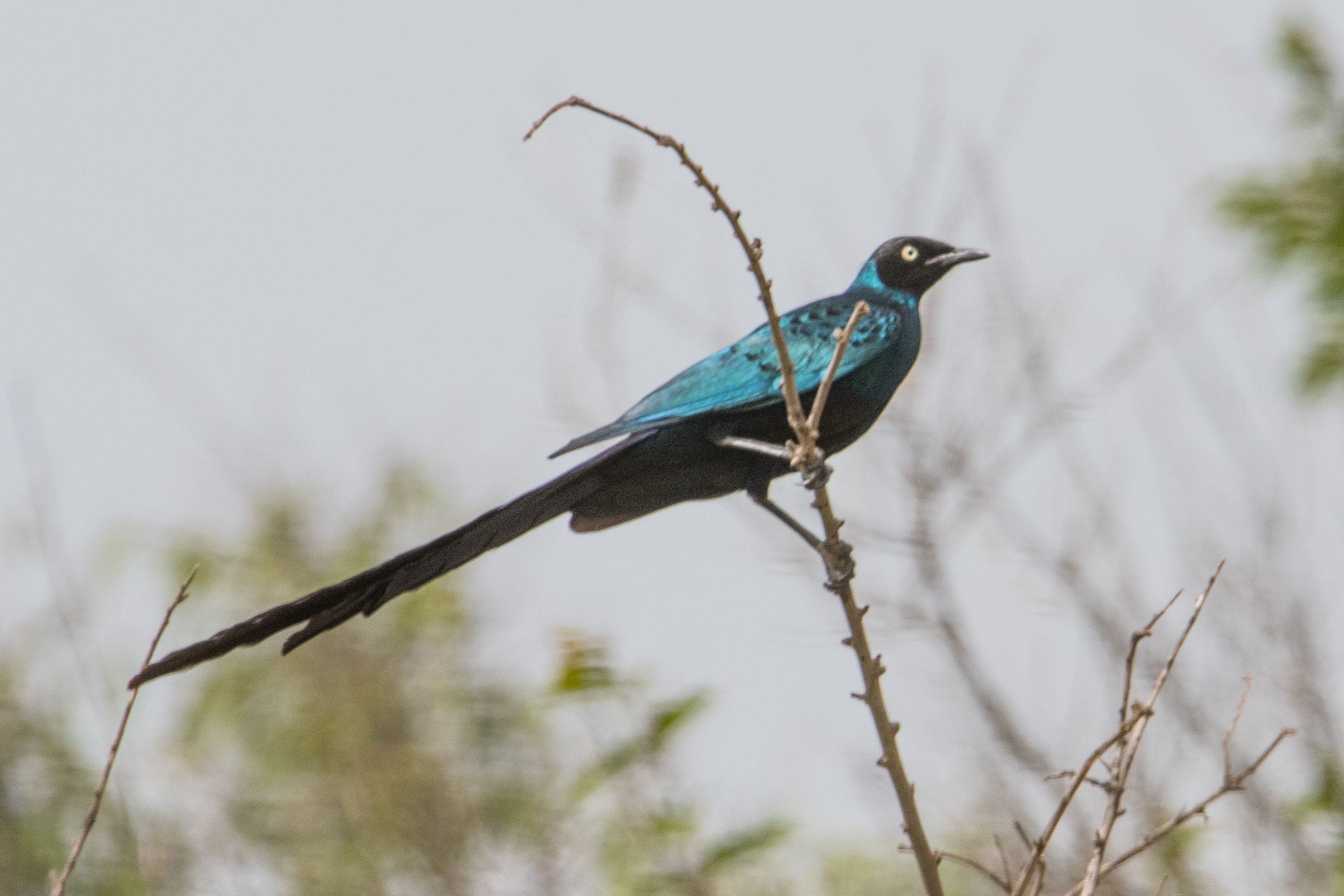 Choucador à longue queue (Long-tailed glossy starling, Lamprotornis caudatus), Réserve naturelle de Popenguine.